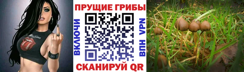 Псилоцибиновые грибы мицелий  Невель 